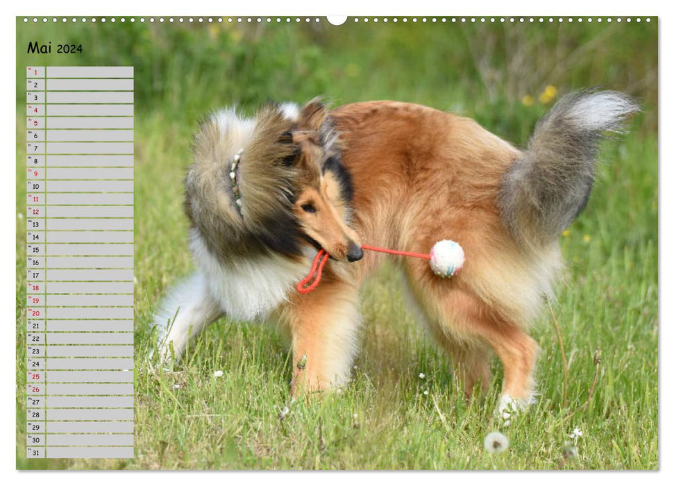 Highland Hawk Fame - A collie accompanies you through the year (CALVENDO Premium Wall Calendar 2024) 