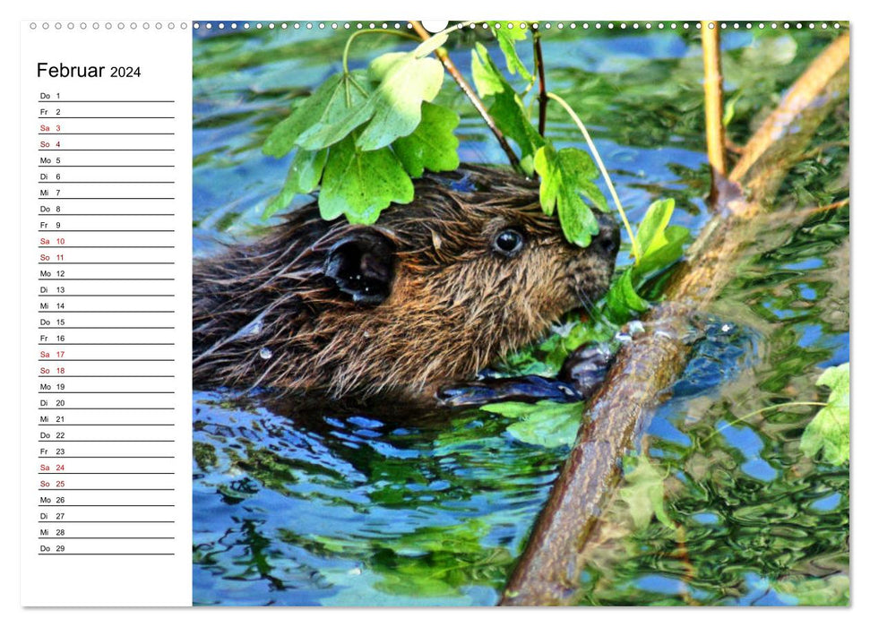 The family life of beavers (CALVENDO Premium Wall Calendar 2024) 