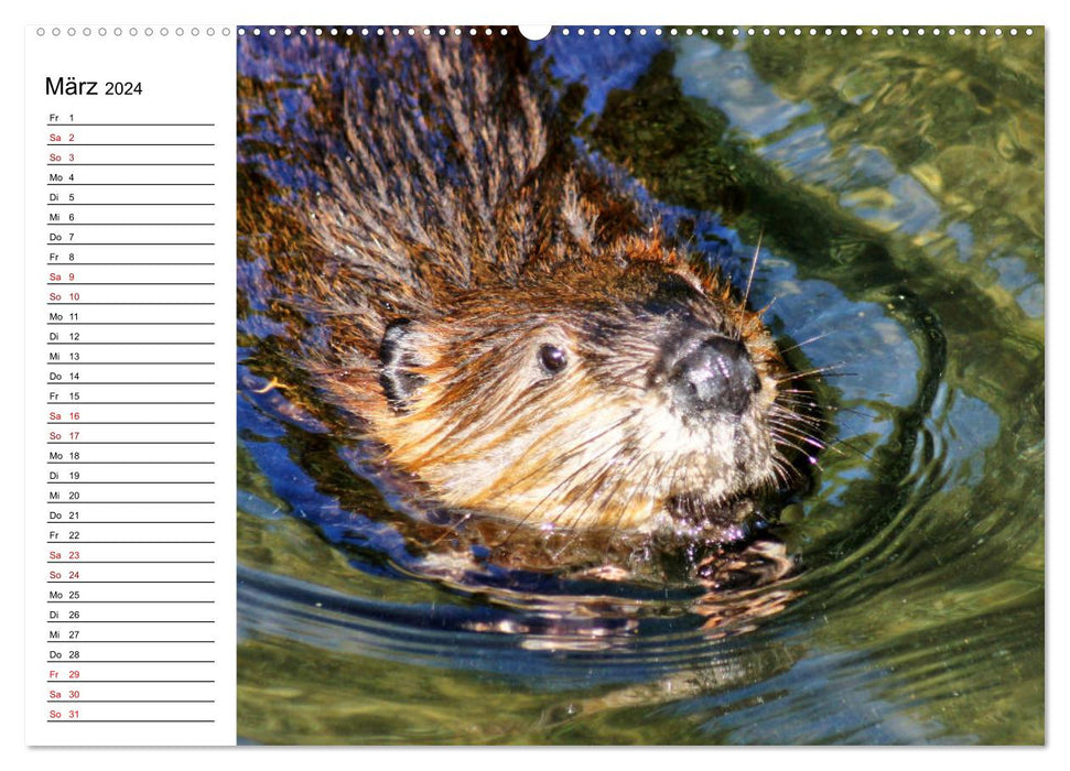 The family life of beavers (CALVENDO Premium Wall Calendar 2024) 