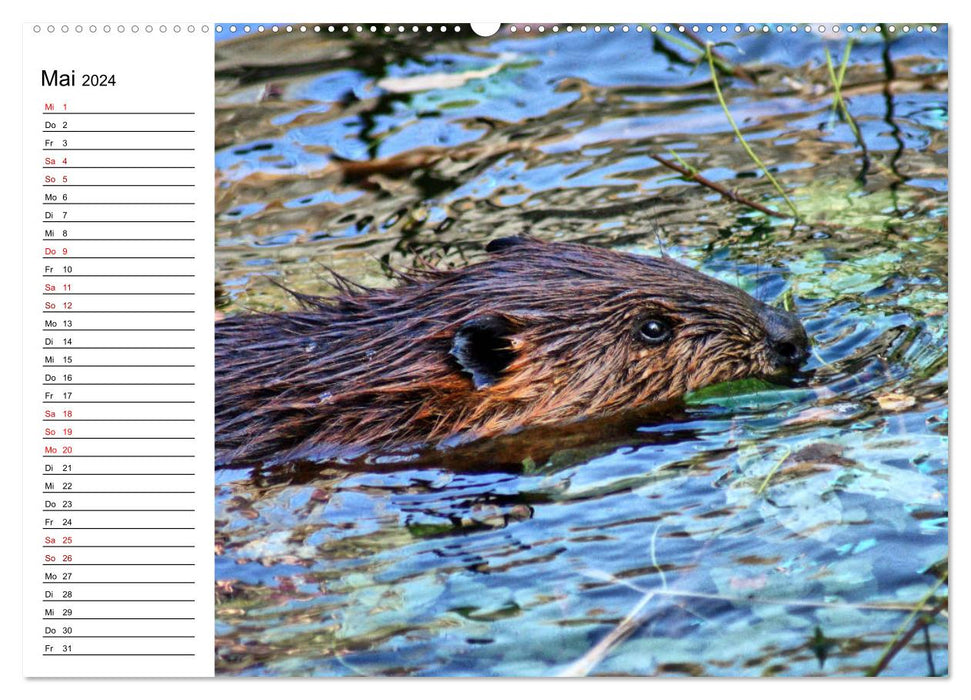 The family life of beavers (CALVENDO Premium Wall Calendar 2024) 