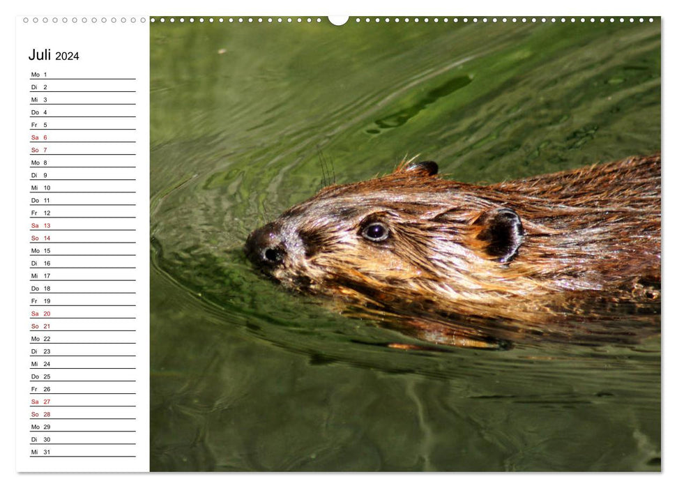 The family life of beavers (CALVENDO Premium Wall Calendar 2024) 