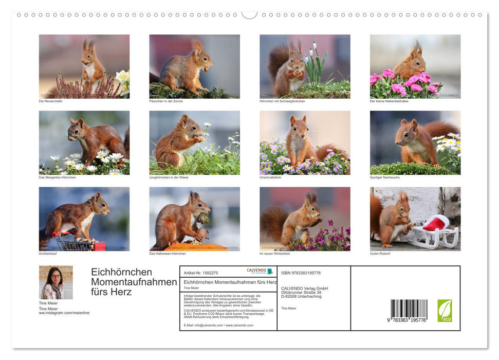 Squirrel snapshots for the heart (CALVENDO Premium Wall Calendar 2024) 