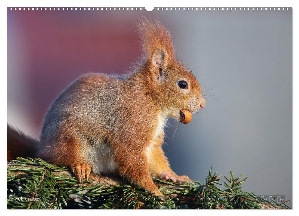 Squirrel snapshots for the heart (CALVENDO Premium Wall Calendar 2024) 