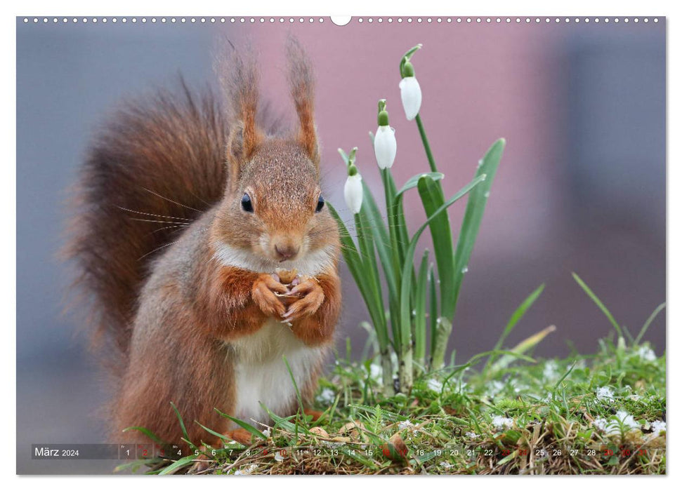 Squirrel snapshots for the heart (CALVENDO Premium Wall Calendar 2024) 