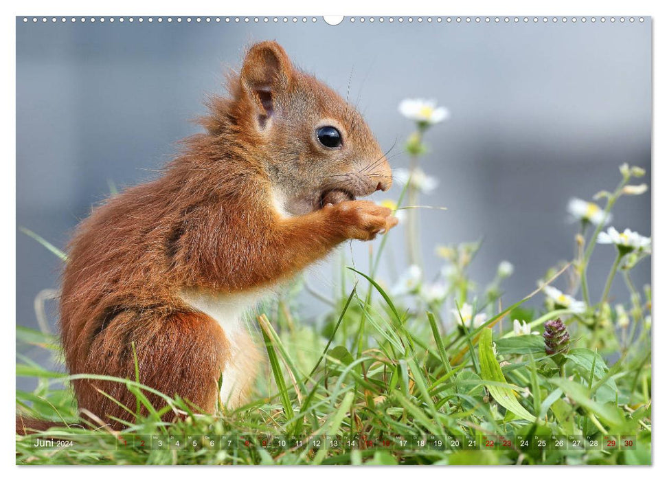 Squirrel snapshots for the heart (CALVENDO Premium Wall Calendar 2024) 