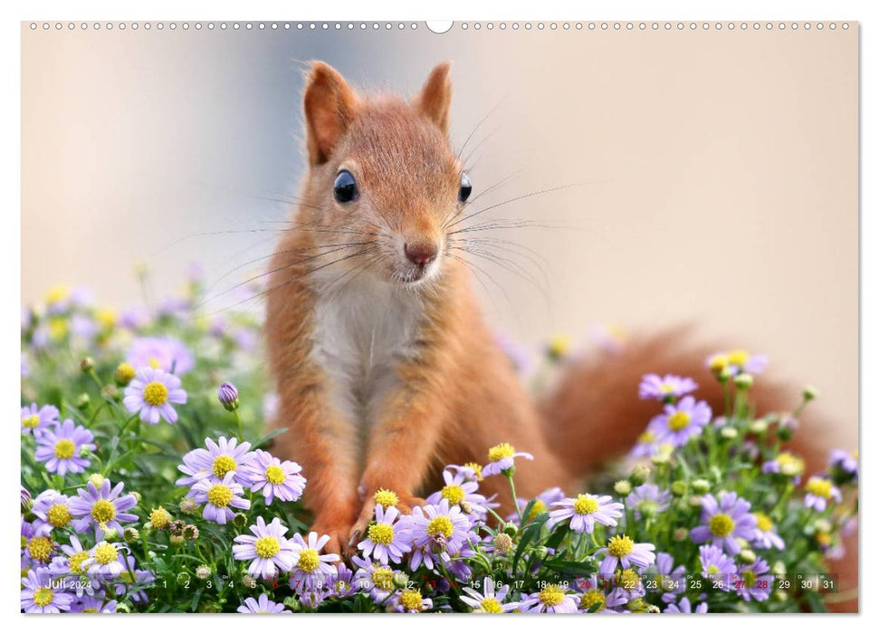 Eichhörnchen Momentaufnahmen fürs Herz (CALVENDO Premium Wandkalender 2024)