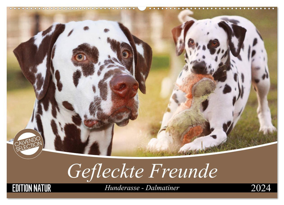 Gefleckte Freunde - Hunderasse Dalmatiner (CALVENDO Wandkalender 2024)