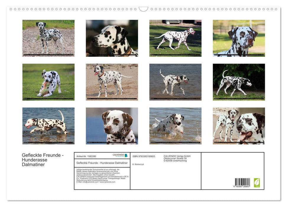 Spotted Friends - Dog Breed Dalmatian (CALVENDO Wall Calendar 2024) 
