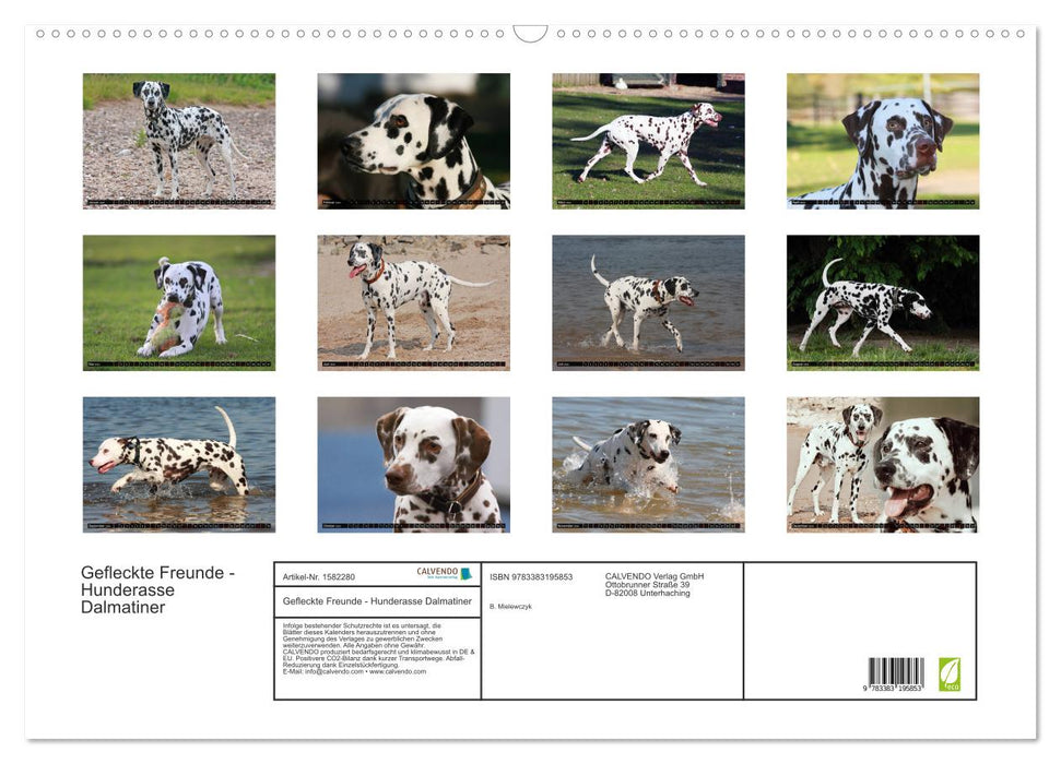 Spotted Friends – Race de chien Dalmatien (Calvendo mural 2024) 