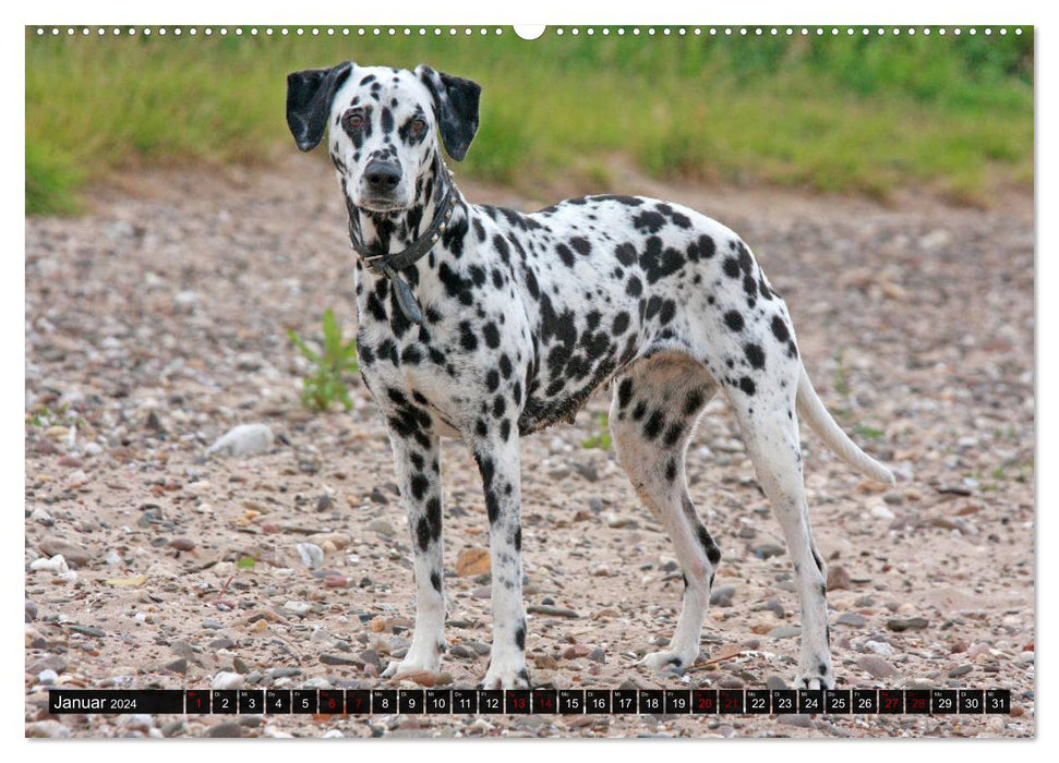 Spotted Friends - Dog Breed Dalmatian (CALVENDO Wall Calendar 2024) 