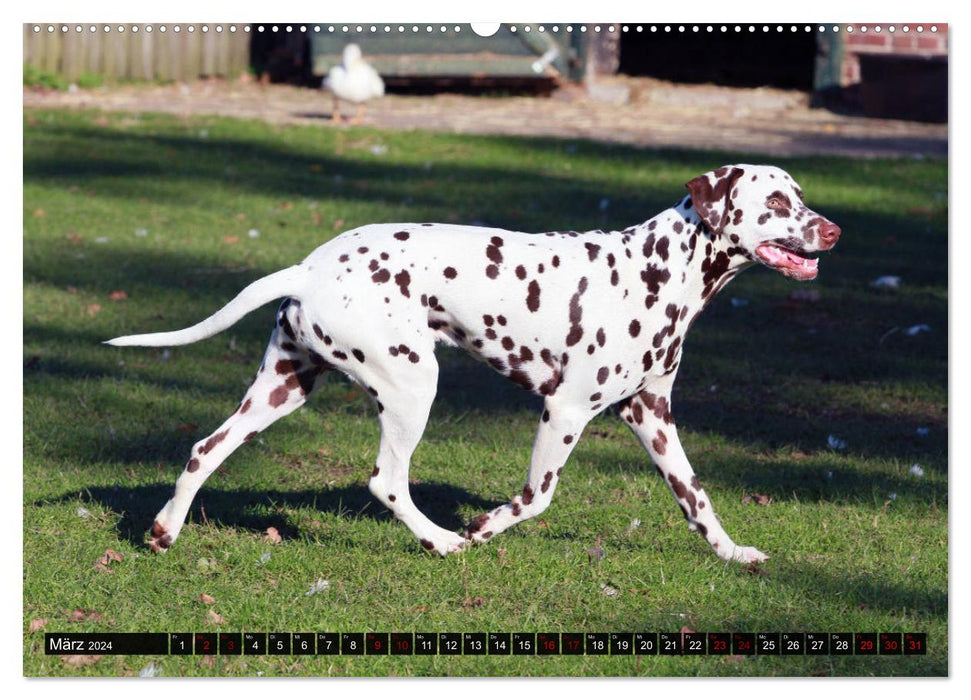 Spotted Friends - Dog Breed Dalmatian (CALVENDO Wall Calendar 2024) 