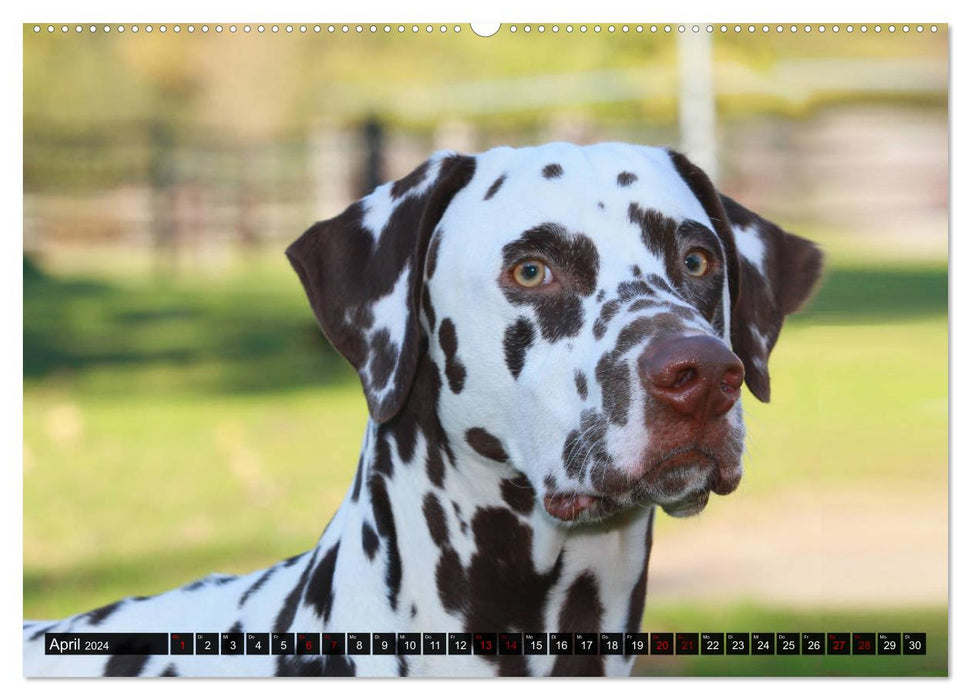 Gefleckte Freunde - Hunderasse Dalmatiner (CALVENDO Wandkalender 2024)