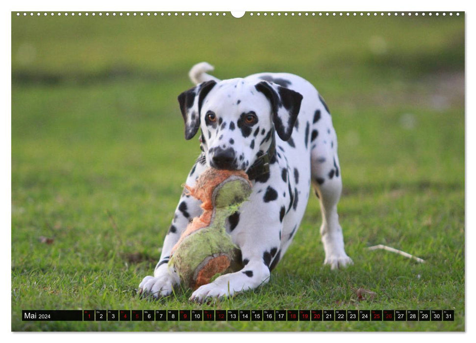 Gefleckte Freunde - Hunderasse Dalmatiner (CALVENDO Wandkalender 2024)
