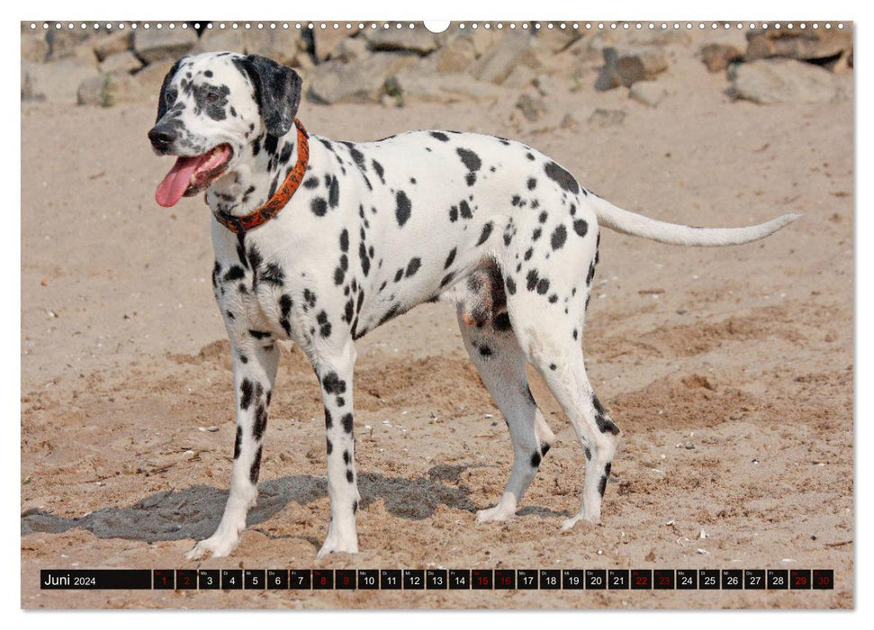 Spotted Friends - Dog Breed Dalmatian (CALVENDO Wall Calendar 2024) 