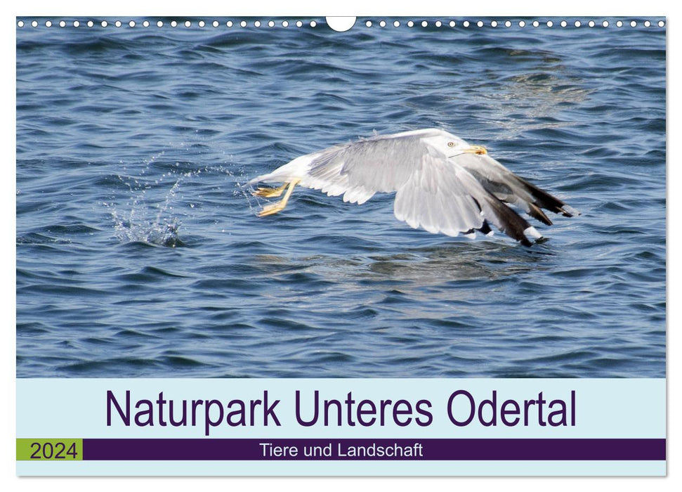 Naturpark Unteres Odertal (CALVENDO Wandkalender 2024)