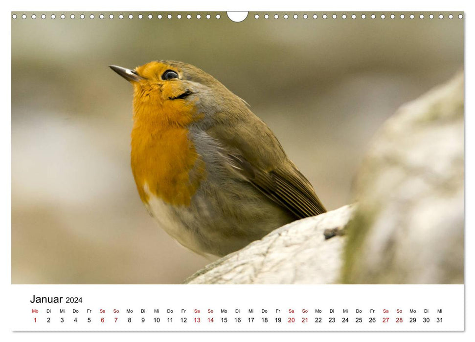 Parc naturel de la basse vallée de l'Oder (calendrier mural CALVENDO 2024) 