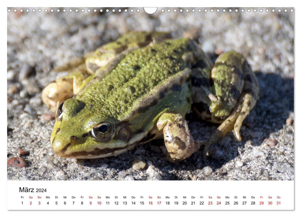 Lower Oder Valley Nature Park (CALVENDO wall calendar 2024) 