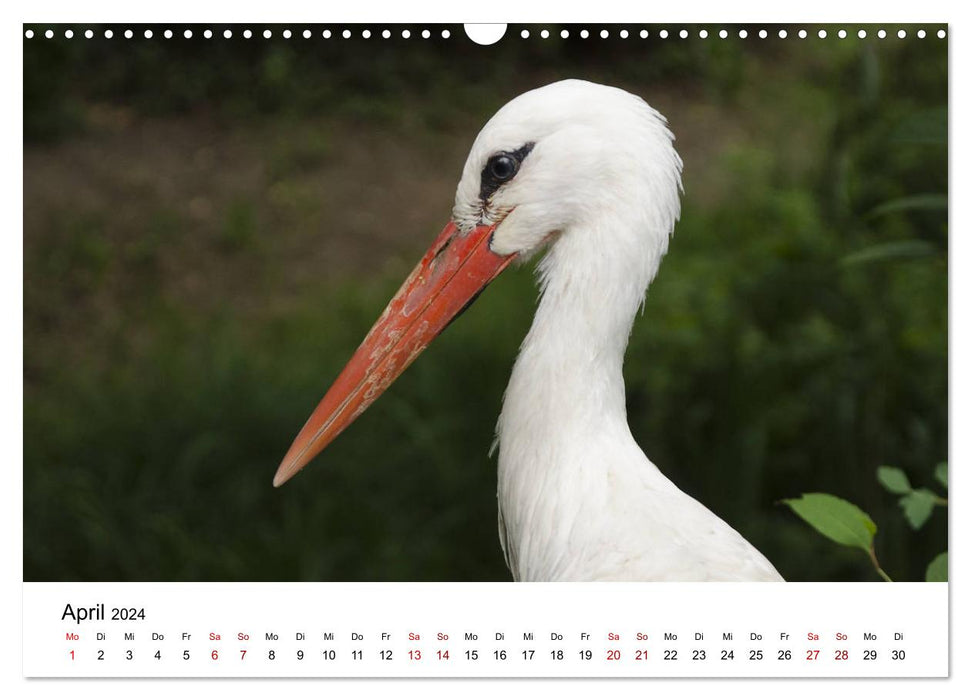 Lower Oder Valley Nature Park (CALVENDO wall calendar 2024) 