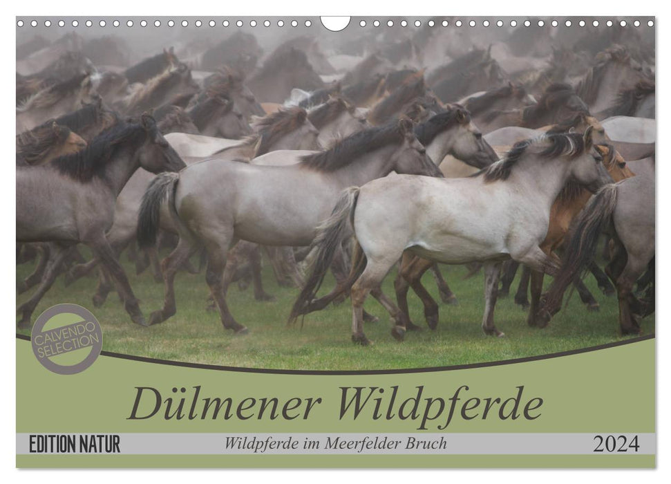 Dülmener Wildpferde - Wildpferde im Meerfelder Bruch (CALVENDO Wandkalender 2024)