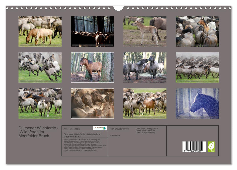 Dülmen wild horses - wild horses in Meerfelder Bruch (CALVENDO wall calendar 2024) 