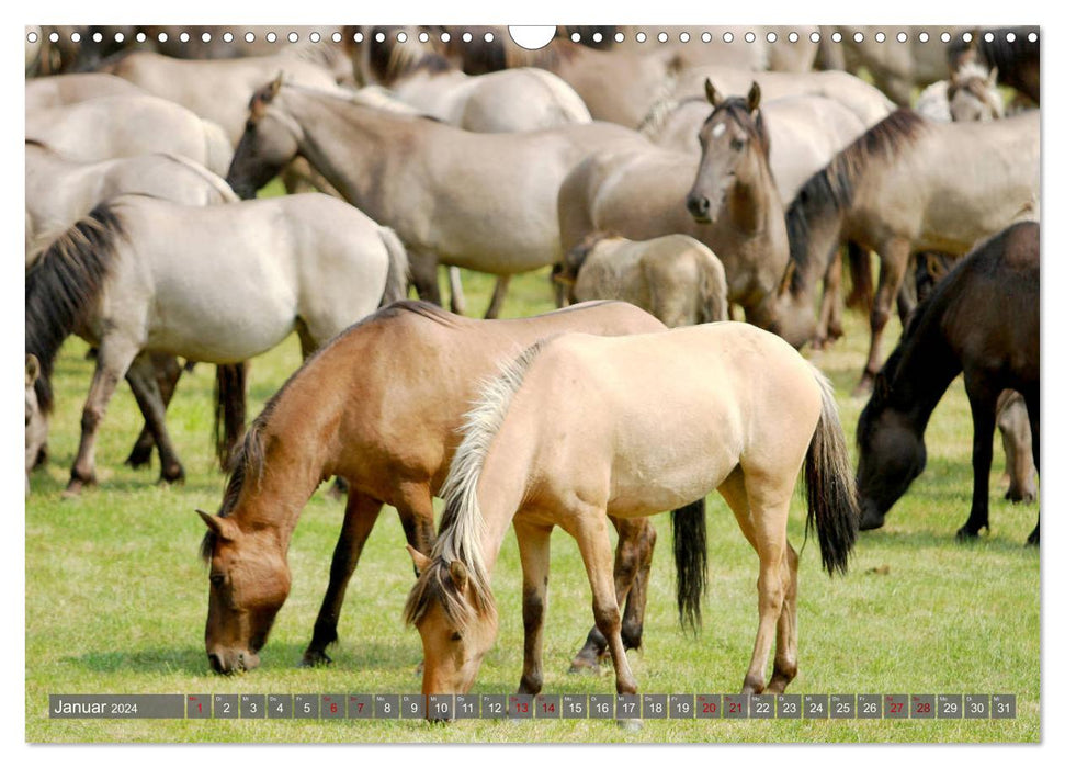 Chevaux sauvages de Dülmen - chevaux sauvages à Meerfelder Bruch (calendrier mural CALVENDO 2024) 