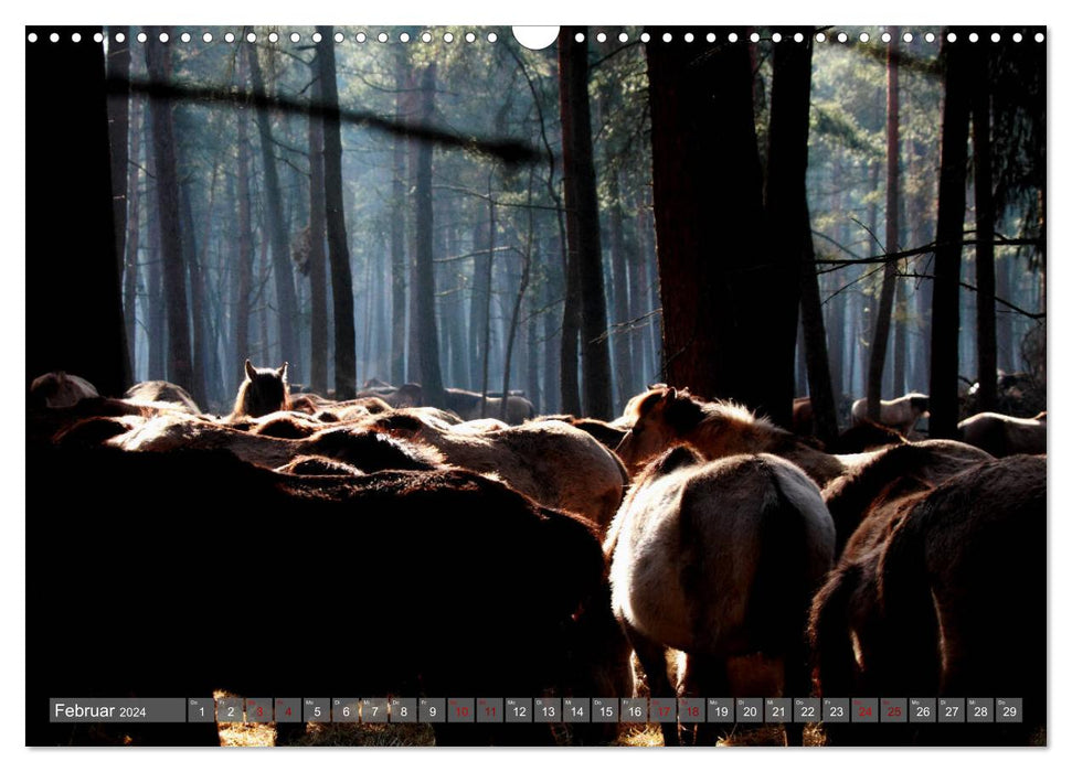Chevaux sauvages de Dülmen - chevaux sauvages à Meerfelder Bruch (calendrier mural CALVENDO 2024) 