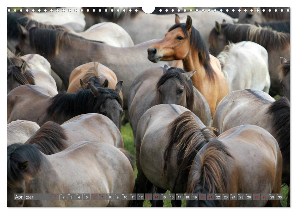 Chevaux sauvages de Dülmen - chevaux sauvages à Meerfelder Bruch (calendrier mural CALVENDO 2024) 