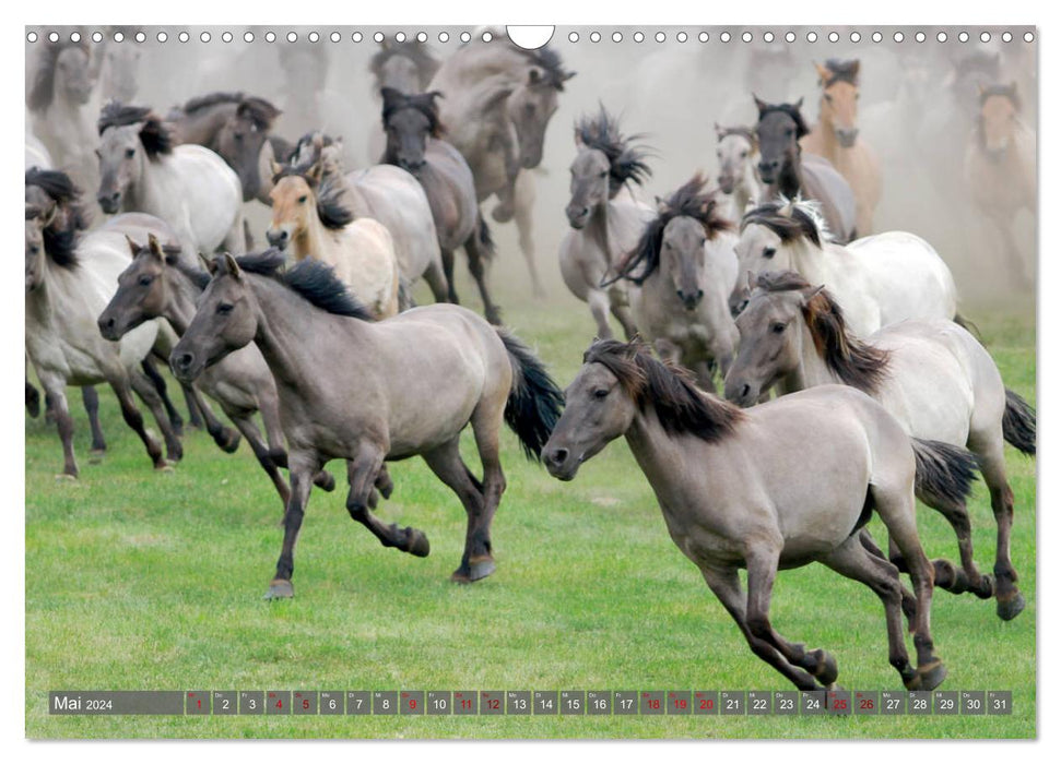 Chevaux sauvages de Dülmen - chevaux sauvages à Meerfelder Bruch (calendrier mural CALVENDO 2024) 