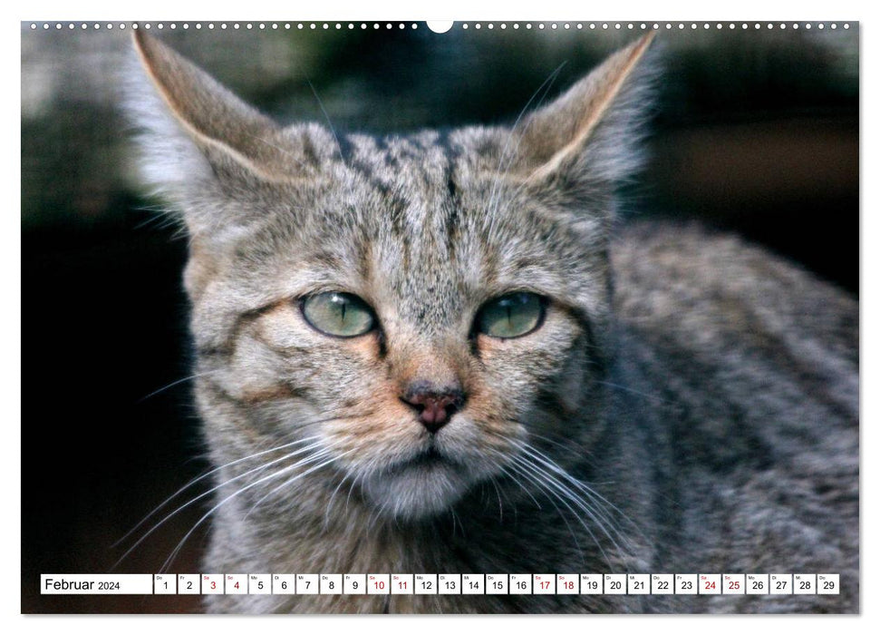 Wildcats - Les chasseurs silencieux de la forêt (Calendrier mural CALVENDO Premium 2024) 