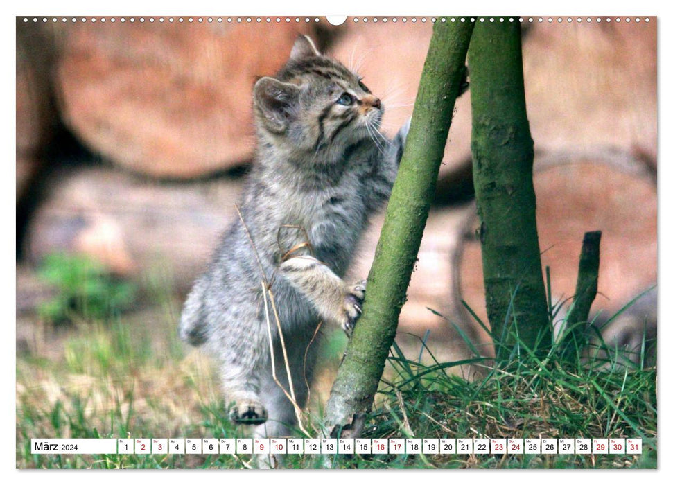 Wildkatzen - Die lautlosen Jäger des Waldes (CALVENDO Premium Wandkalender 2024)