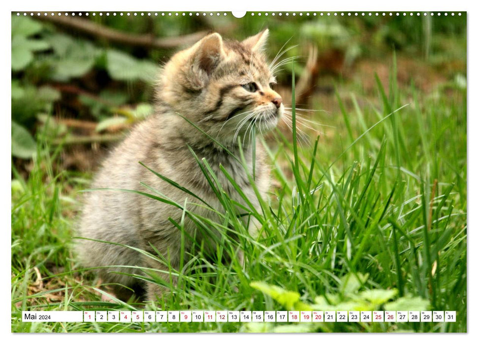 Wildcats - Les chasseurs silencieux de la forêt (Calendrier mural CALVENDO Premium 2024) 