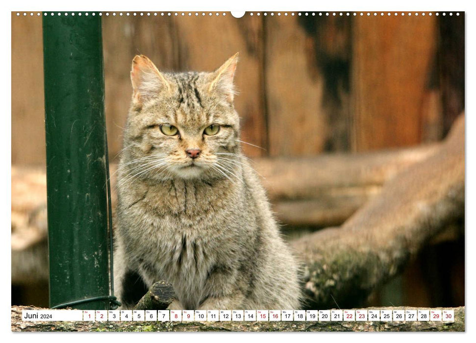 Wildcats - Les chasseurs silencieux de la forêt (Calendrier mural CALVENDO Premium 2024) 