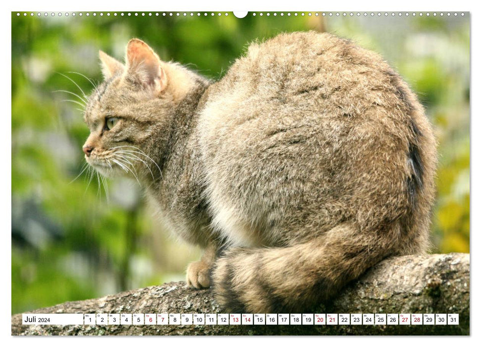 Wildcats - Les chasseurs silencieux de la forêt (Calendrier mural CALVENDO Premium 2024) 