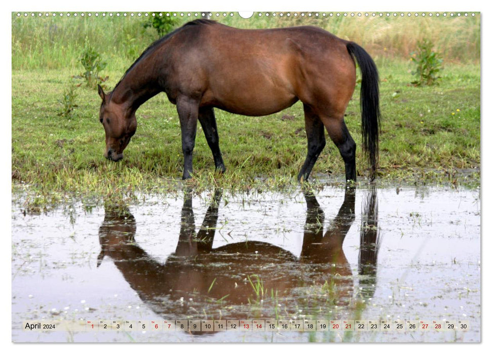 Quarter Horses - Die größte Zuchtbuchrasse der Welt (CALVENDO Wandkalender 2024)