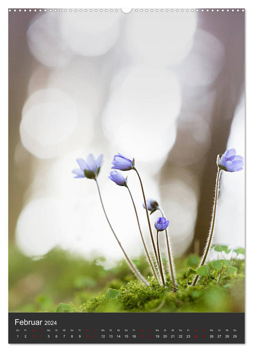 PURE NATURE - The forests of my homeland (CALVENDO wall calendar 2024) 