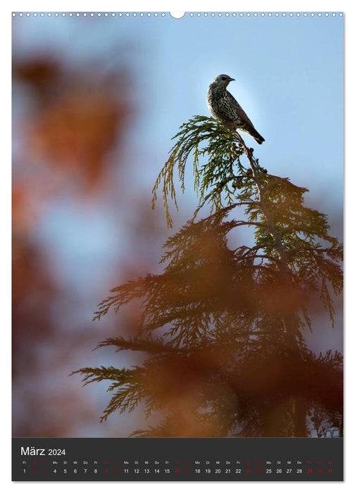 PURE NATURE - The forests of my homeland (CALVENDO wall calendar 2024) 