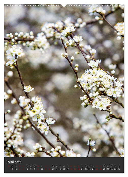 PURE NATURE - The forests of my homeland (CALVENDO wall calendar 2024) 