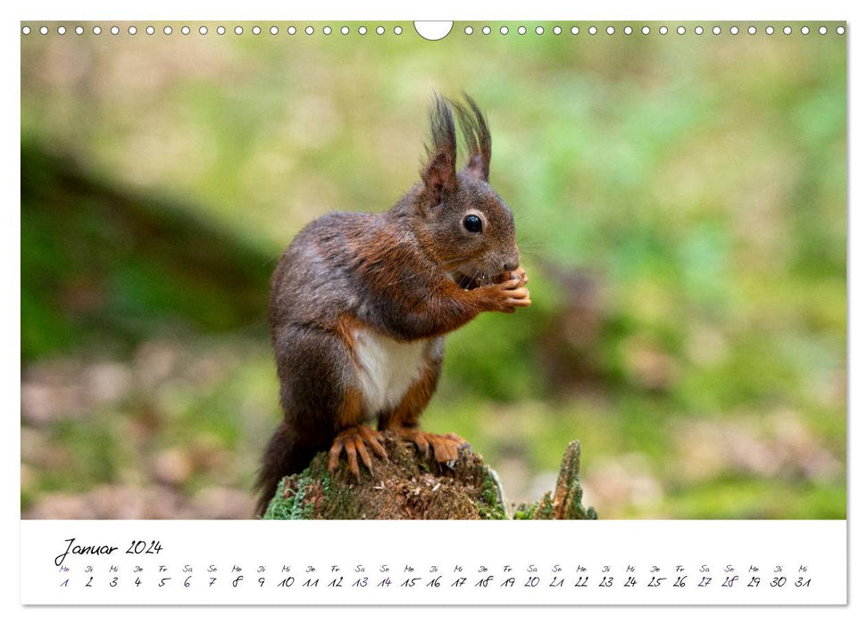The Black Forest Squirrels (CALVENDO Wall Calendar 2024) 