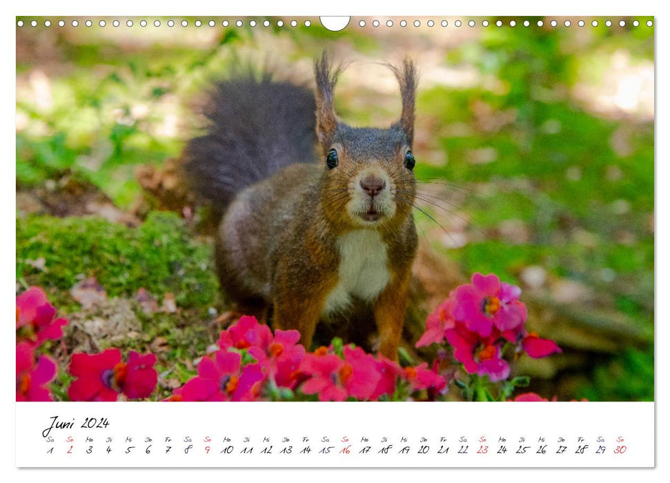 The Black Forest Squirrels (CALVENDO Wall Calendar 2024) 