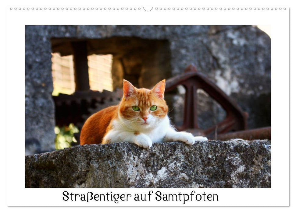 Street tiger on velvet paws (CALVENDO wall calendar 2024) 