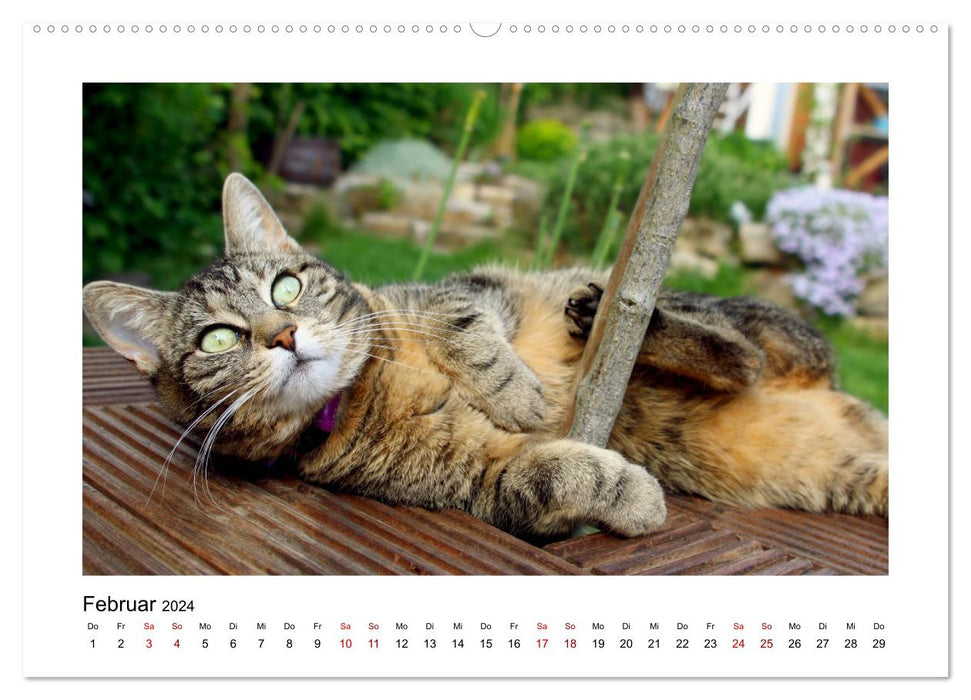 Street tiger on velvet paws (CALVENDO wall calendar 2024) 