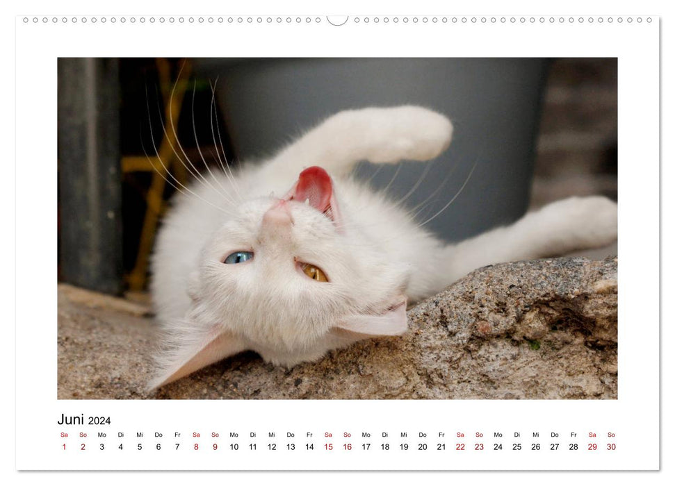 Street tiger on velvet paws (CALVENDO wall calendar 2024) 