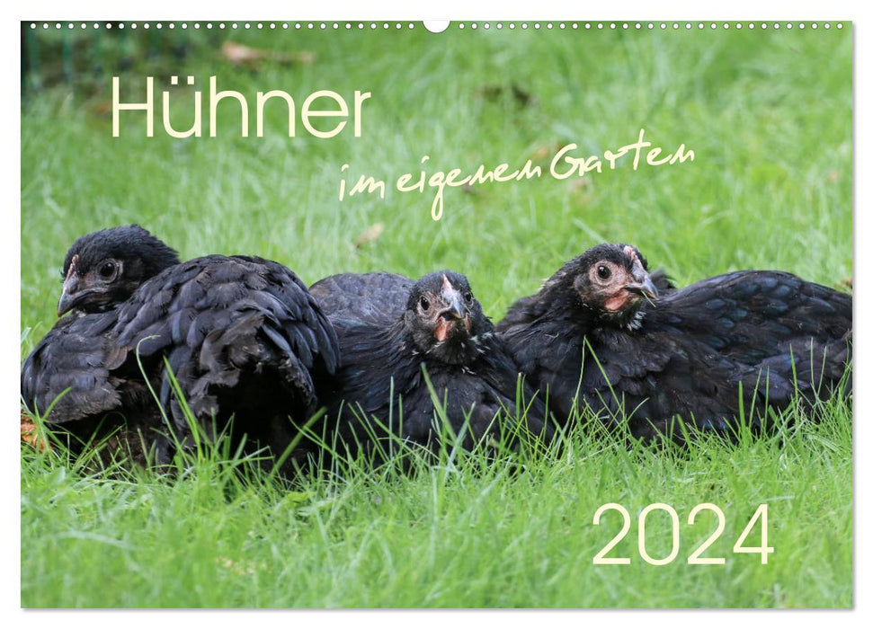 Chickens in your own garden (CALVENDO wall calendar 2024) 