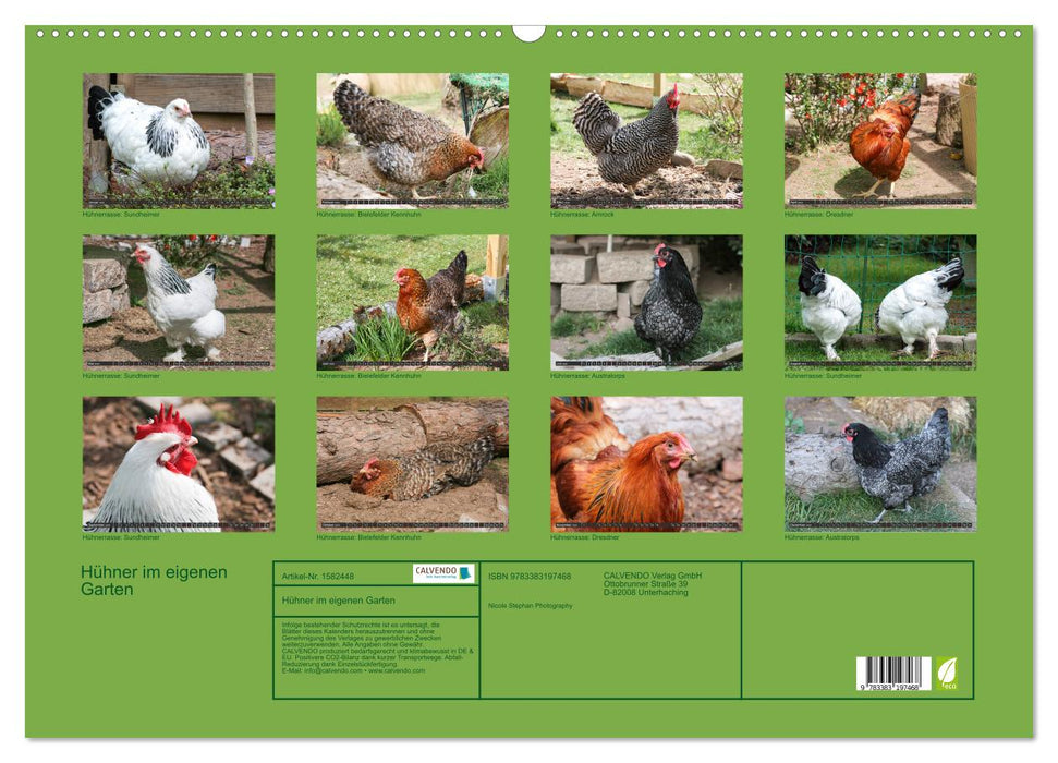 Poules dans votre propre jardin (calendrier mural CALVENDO 2024) 