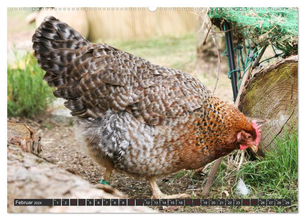 Poules dans votre propre jardin (calendrier mural CALVENDO 2024) 