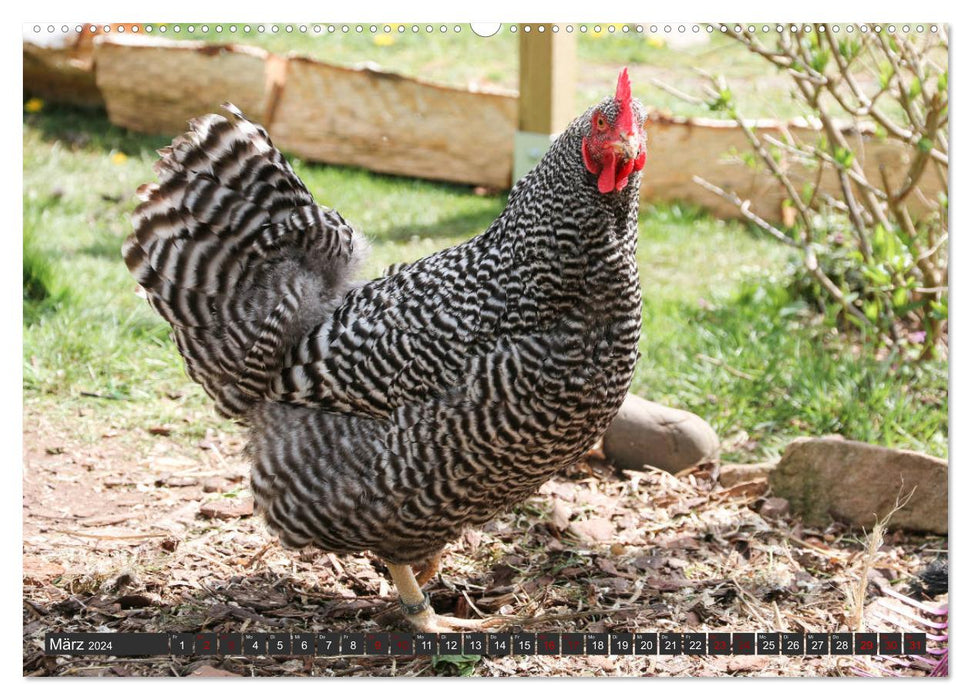 Poules dans votre propre jardin (calendrier mural CALVENDO 2024) 