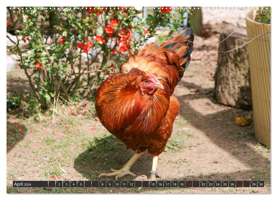 Poules dans votre propre jardin (calendrier mural CALVENDO 2024) 