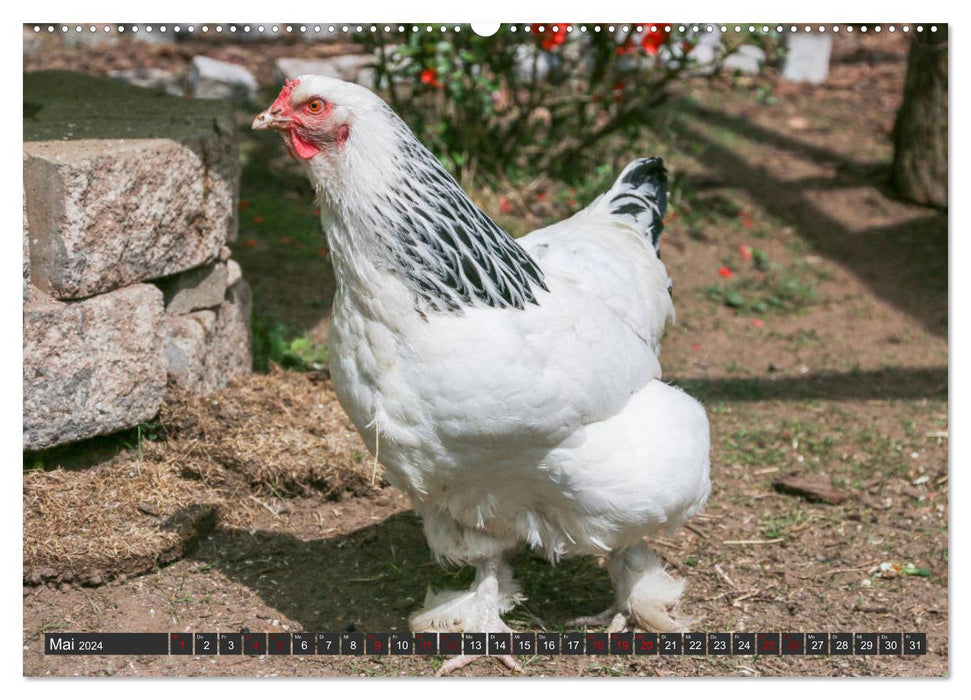 Poules dans votre propre jardin (calendrier mural CALVENDO 2024) 