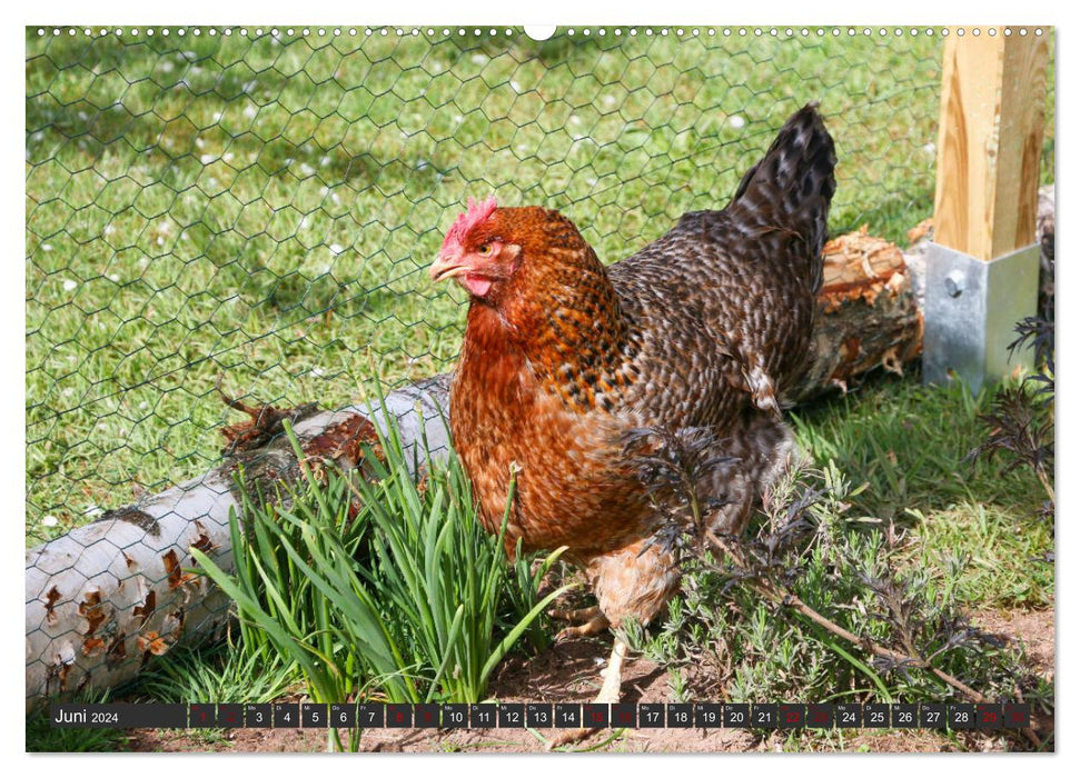 Poules dans votre propre jardin (calendrier mural CALVENDO 2024) 