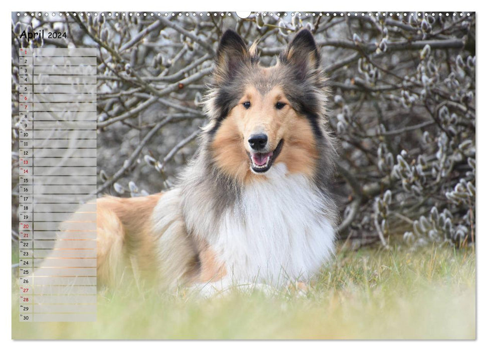 Highland Hawk Fame - Ein Collie begleitet durch das Jahr (CALVENDO Wandkalender 2024)